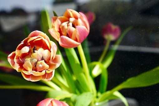 A bouquet of tulips in a vase on the windowsill illuminated by the sun rays