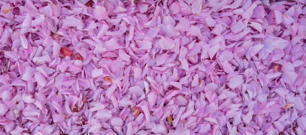 istock Background texture with fallen petals of pink cherry blossom tree. 2148060386