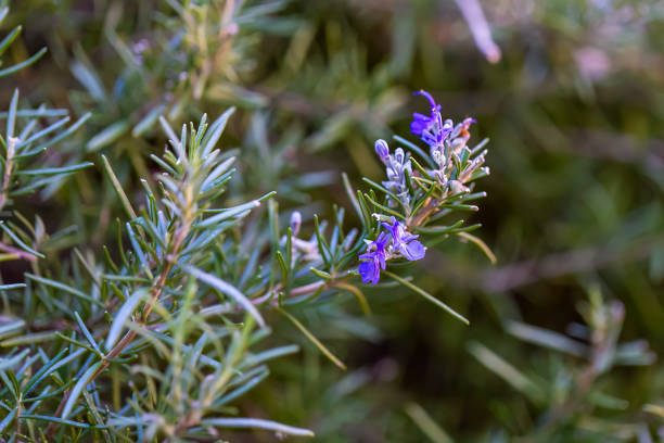 Fringed lavender buds in the evening sun