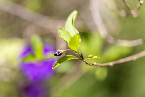 Close up of Blue Potato Bush flower