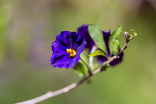 Close up of Blue Potato Bush flower