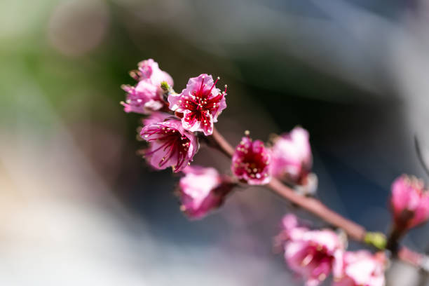 Peach Flower blooming against blue background in a horisontal photo. Prunus persica Peach trees typically bloom in spring, stone fruit flower blosom. The specific name persica refers to its widespread cultivation in Persia (modern-day Iran), from where it was transplanted to Europe. It belongs to the genus Prunus which includes the cherry, apricot, almond and plum, in the rose family. The peach is a deciduous tree or tree like shrub that may very rarely grow to as much as 10 meters tall, but is more typically 3 m with large specimens reaching 4 m. The spread of the crown is similar to the height, ranging from 3 to 4 m. They never produce suckers or have thorns. Unlike with apples the size of peach trees is not generally controlled by dwarfing rootstocks in commercial orchards.