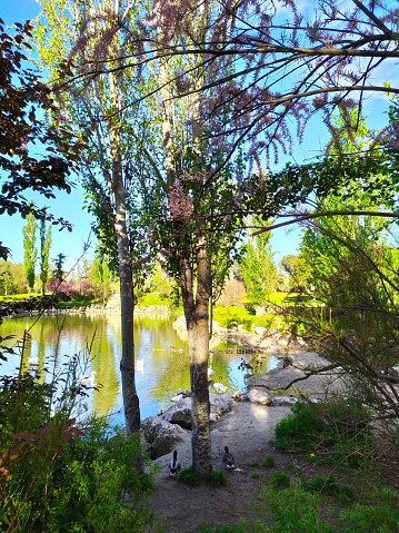 Gorgeous pond with nature and animals.