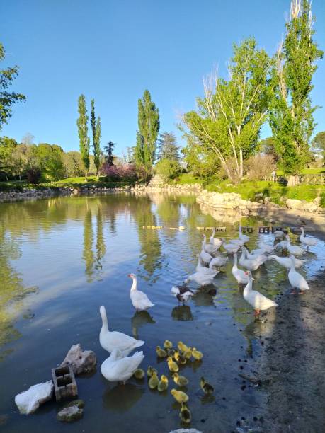 istock Geese and ducks swimming in the pond. 2148061102