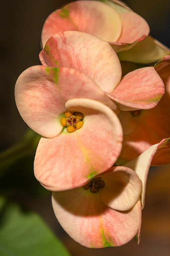 Pink and yellow flower petals blooming on a Euphorbia Crown of Thorns plant