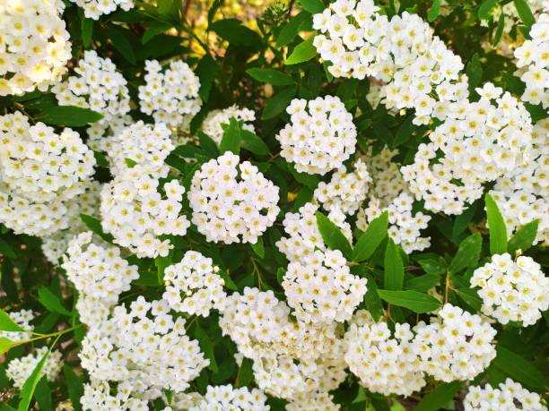 istock Beautiful white flowers in a bush. 2148061259