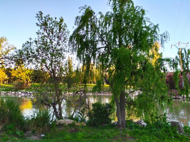 istock Vegetation in the riverside. 2148061361