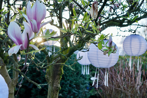 Chinese paper lanterns hanging on a magnolia tree