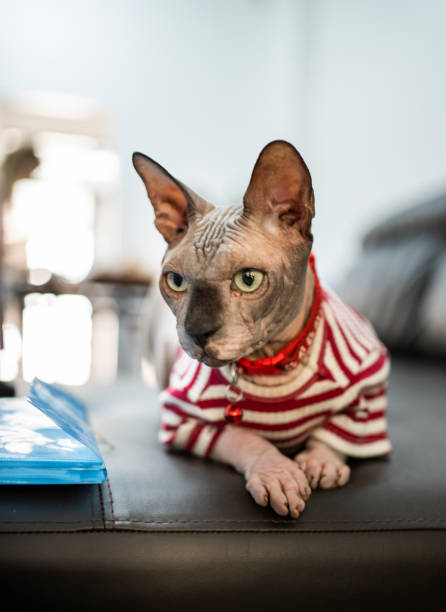 Close-up of an adorable Sphynx hairless cat wearing a red and white striped sweater sitting on a sofa in a home