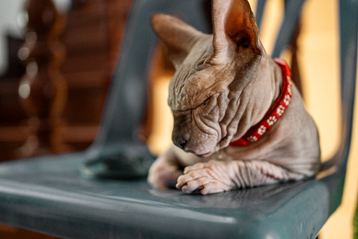 Close-up of an adorable Sphynx hairless cat wearing a collar sitting on a chair at home and sleeping