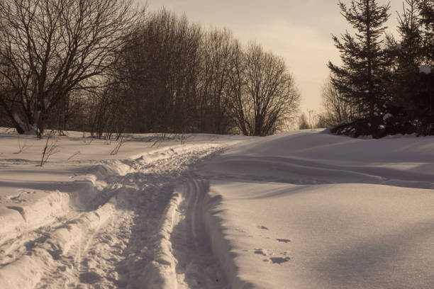 Photo of a field covered with snow and overgrown with young trees, with a path through the snow