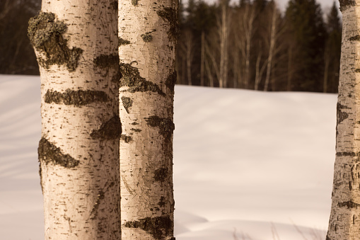 Photo of three birch trunks against the background of snow and forest in the distance
