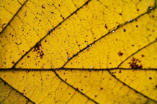 Close up of a yellow birch leaf.