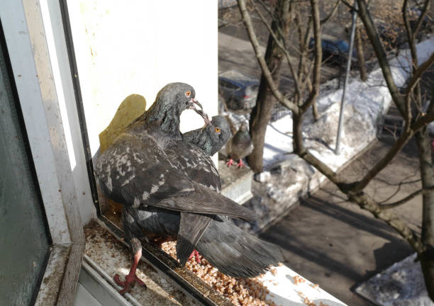istock Two pigeons are fighting. close-up 2148063648