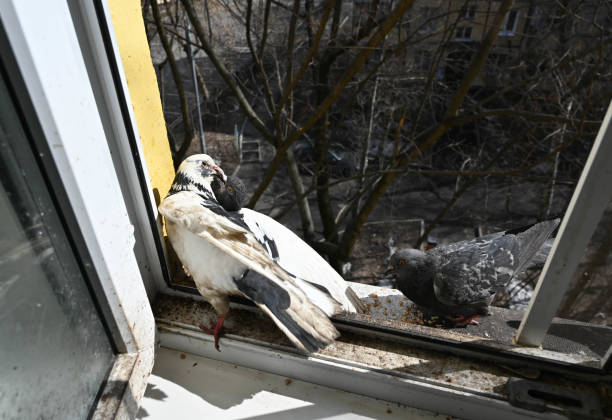 istock pigeons are fighting on the windowsill. Close-up 2148063649