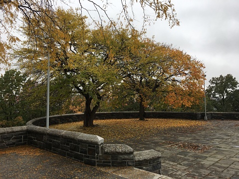 Two large trees shedding leaves in the Acropolis plaza at the top of Marcus Garvey Park in Harlem, New York City in the fall