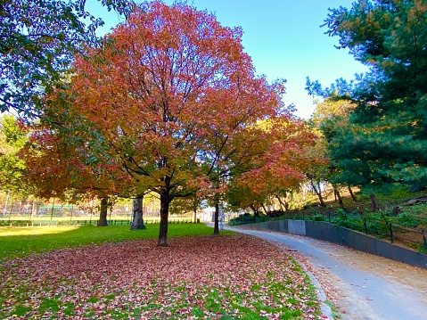 Sugar maple tree with red leaves falling in a circle on the ground next to a curving paved path in Marcus Garvey Park, Harlem, New York City, in October