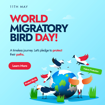 World Migratory Bird Day. 11 May world migratory bird day conceptual banner, social media post with earth globe and different migratory birds around it. Protect Insects, Protect Birds awareness banner vector stock illustration. Migration of birds stock illustration

Celebrate World Migratory Bird Day 

World Migratory Bird Day. Ecosystem conservation concept. stock illustration

Vector EPS10 illustration. migration of birds