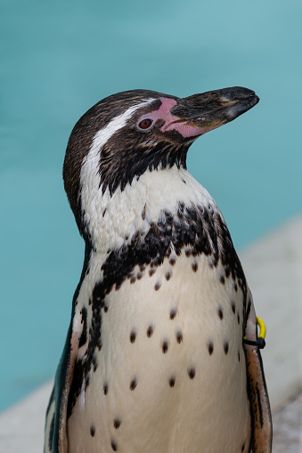 Portrait of a Humboldt penguin (spheniscus humboldti)
