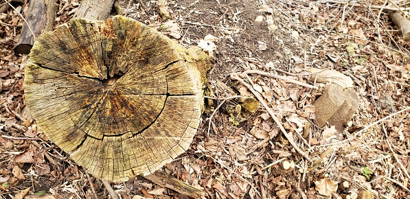 Photograph of five tree stumps--one large and in-focus to the left of the image; a near identical pair of smaller and less in-focus on the right; and two even smaller stumps dead center and half in-focus. The photo's angle gives the audience a clear view of the larger stump's various tree rings, many of which are broken with weather and wear, and what appears to be a jagged hole in the center where all the rings originate. Green moss clings to the bit of tree trunk visible from the larger stump and the two centered in the shot while the pair on the right look more brown and unmossed. Twigs, broken branches, dead leaves, and other such debris surround the row of tree stumps and three cut logs, similar in size to the pair of stumps, crown the image from the top right and left corners. Meanwhile, some green clovers sprout stubbornly from the earth in the top right corner and contrast the otherwise decaying landscape.