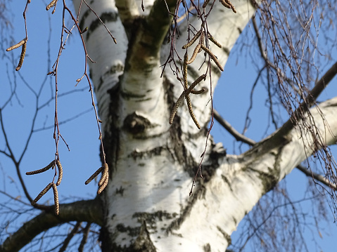 Birch tree trunk, peeling bark, in snowy winter scene