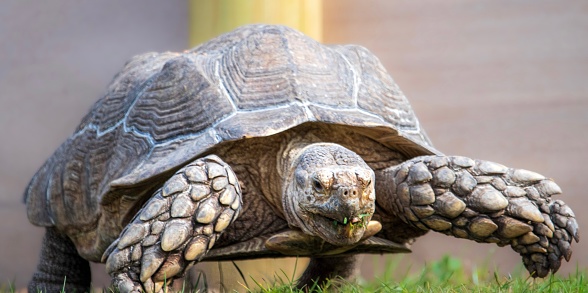 A large African spurred tortoise eating grass.