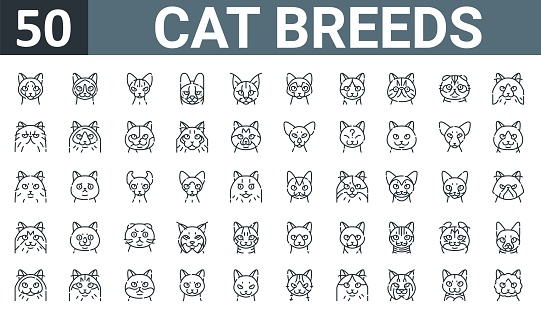 set of 50 outline web cat breeds icons such as siamese, snowshoe, donskoy, serval, caracal, lykoi, japanese bobtail vector thin icons for report, presentation, diagram, web design, mobile app.