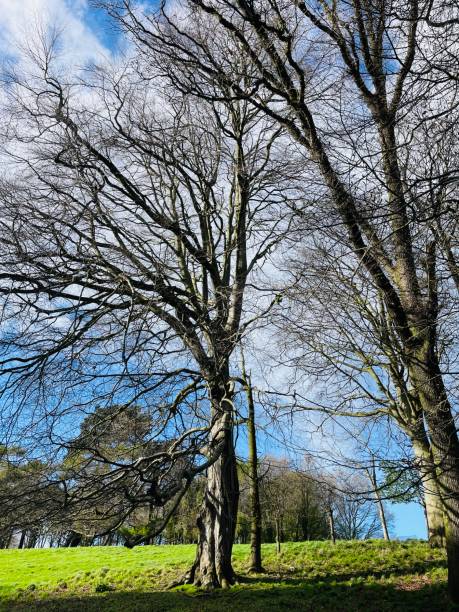 istock Vibrant view of trees & sunlight composition. 2148066514