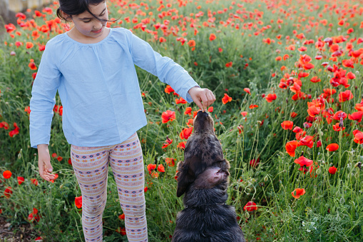 girl in blue blouse playing with her big grey dog in field of poppies