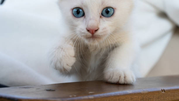 turkish van cat. van kedisi. cute white kitten with colorful eyes. - mini van imagens e fotografias de stock