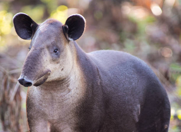 Adult tapir portrait - Ola Peninsula, Costa Rica