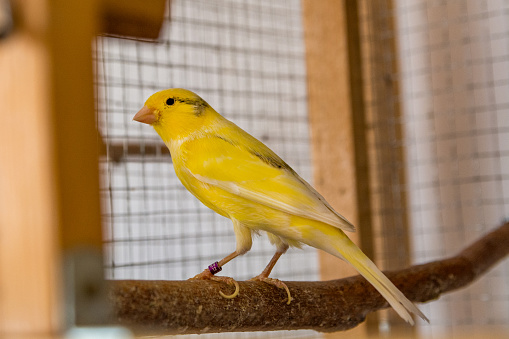 This portrait captures a delightful moment of a small, beautiful canary perched on a branch inside its cage, its bright eyes surveying the world around with keen interest. The canary's striking plumage stands out, a splash of color that brightens any room, symbolizing the joy and vibrancy that these songbirds bring into our lives. As a curious and musical companion, this canary embodies the essence of avian charm, its posture and gaze reflecting a natural inquisitiveness about its surroundings. This image highlights the canary not just as a pet, but as an engaging member of the household, whose melodies and curious nature enrich the daily lives of those it shares its home with. The concept of the curious, singing pet serves as a reminder of the unique and delightful interactions that bird owners cherish, celebrating the small yet significant pleasures that our feathered friends contribute to our everyday experiences.