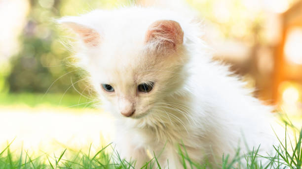 turkish van cat. van kedisi. cute white kitten with colorful eyes. - mini van imagens e fotografias de stock