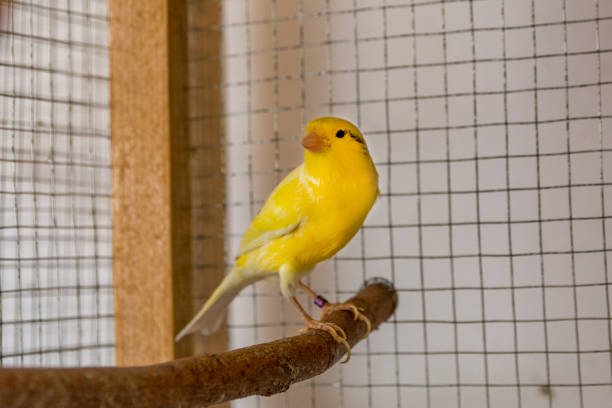istock Sunny Serenader: The Canary Companion 2148067298
