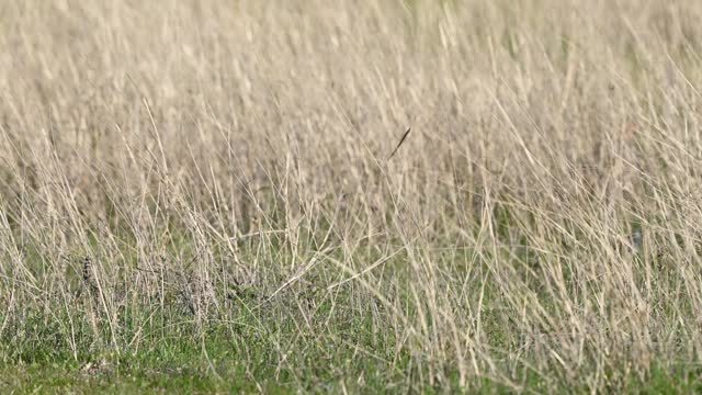 Partridge. Warm colors nature background. Grey Partridge. Perdix perdix