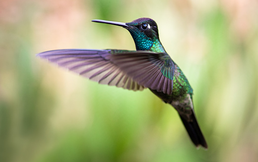 Green Violetear Hummingbird - Costa Rica