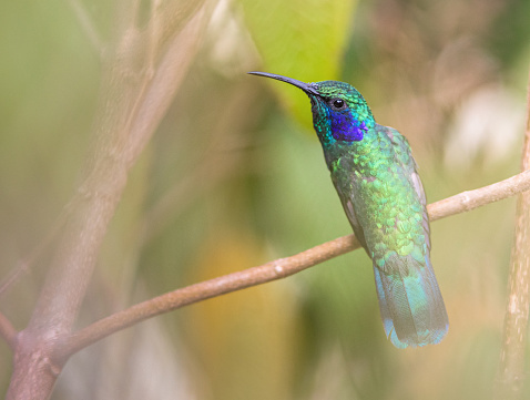 Green Violetear Hummingbird - Costa Rica
