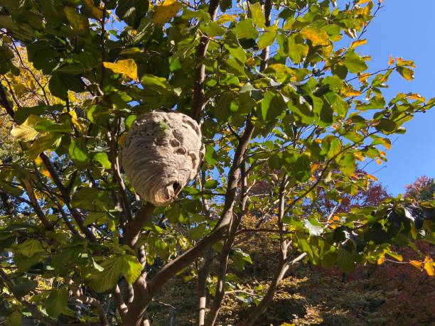 Hornet's nest hanging from the branches of a tree in Marcus Garvey Park Hornet's nest hanging from the branches of a tree in Marcus Garvey Park in Harlem, New York City, in the fall harlem park stock pictures, royalty-free photos & images