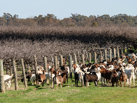 Heard of goats in winter vineyard rural Victoria