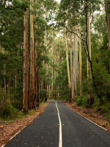 Rural road through tall Mountain Ash and tree ferns in Gippsland