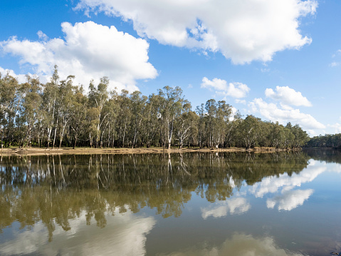 Big river red gums next to the Murray River at Wahgunyah linking Victoria and New South Wales