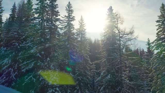 Sun looks through the trees, winter vacation travel. Picturesque and gorgeous winter mountain scene. New year. Majestic white spruces glowing by sunlight. Drone video