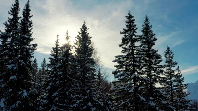 Picturesque and gorgeous winter mountain scene. Sun looks through the trees, winter vacation travel. New year. Majestic white spruces glowing by sunlight. Drone video