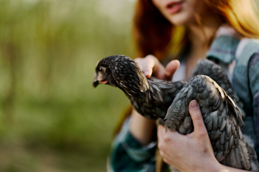 A female farmer holds a gray spotted chicken and examines it to make sure the bird is healthy and shows it to the camera in sunset sunlight against an organic backdrop. High quality photo
