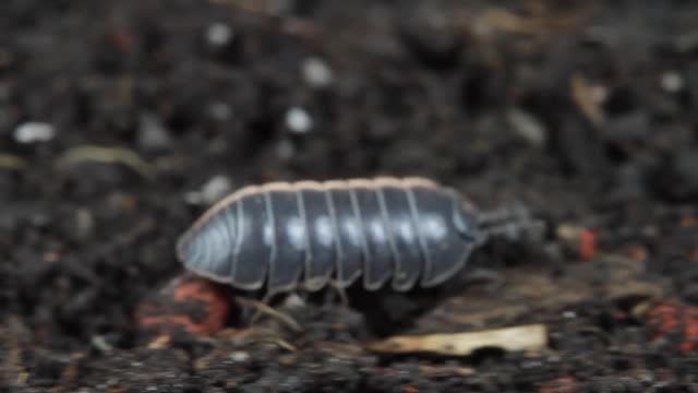 Common pill-bug, common pill woodlouse, roly-poly or doodle bug (Armadillidium vulgare) extreme close up and behavior, walking at compost