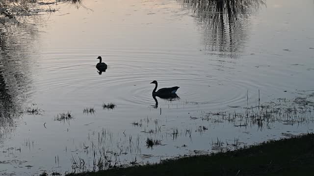 Two Geese on the Pond after Sunset