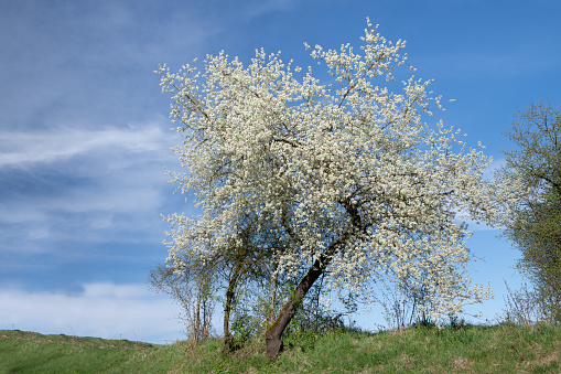 In spring, white trees bloom on the green meadow in Bavaria. In the background, the sky is blue with soft white clouds. The sun is shining.