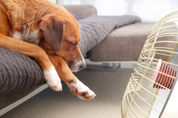 istock Dog in front of heater. 2148069683