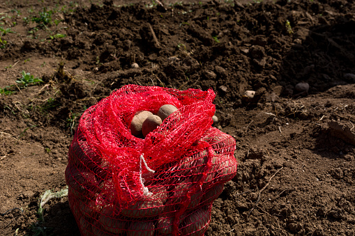 This vivid image captures an open red mesh bag filled with seed potatoes lying on a field, ready for planting on a bright and sunny spring day. In the background, neatly arranged rows of already planted potatoes can be seen, highlighting the ongoing agricultural activities. The scene emphasizes concepts of agriculture, sustainable farming practices, and the meticulous preparation that goes into crop cultivation. Ideal for use in articles, blogs, and educational materials related to farming, crop production, and the importance of agriculture in rural communities.