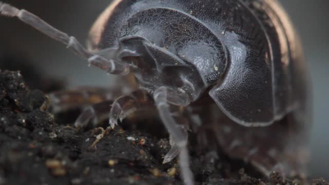 Common pill-bug, common pill woodlouse, roly-poly or doodle bug (Armadillidium vulgare) extreme close up and behavior, walking at compost